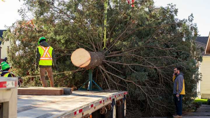 PHOTOS: Sault sends off official state Christmas tree in style