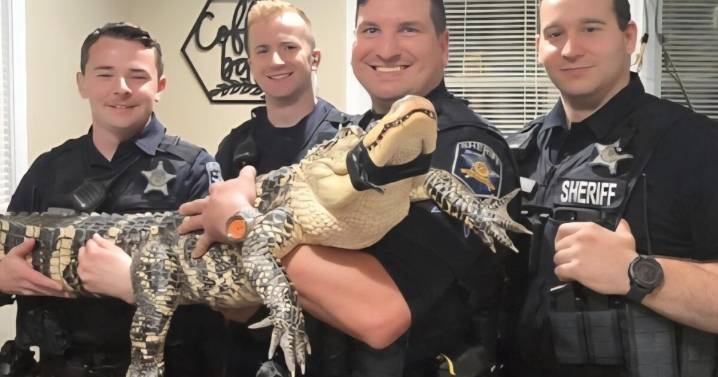 Alligator found in parking lot of reptile shop in Harford County