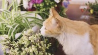 Ofrenda Michictlán 2025 en CDMX ¿Dónde será y qué donar para ayudar a otros gatos?