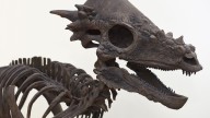 New dinosaur species discovered in Montana