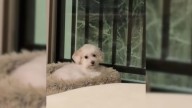 Massachusetts Woman Rushes Her Limping Dog To The Vet And Gets A Shocking Surprise