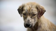 FGE investigan presunto envenenamiento de 15 perros en Paracho