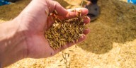 Telangana’s paddy output hits historic highs, but procurement crunch threatens farmers’ incomes