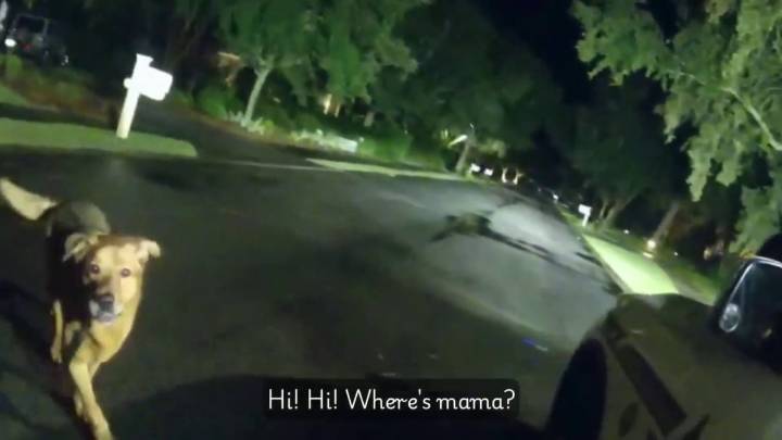 “Buen chico”: mascota ayuda a la policía a encontrar a abuela que se cayó en Florida