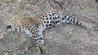 Nashik: Speeding Vehicle Kills Leopard On Trimbakeshwar Road; Driver Flees