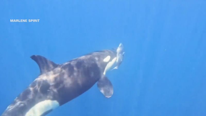 Impresionante video muestra cómo las orcas enseñan a sus crías a cazar tiburones