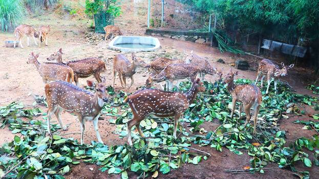 Poet's heart broken by sight of dead 'Krishna Mrugangal': India's first designer zoo opening soon