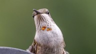 Bird migration alert issued for Chicago area, 28K to take flight