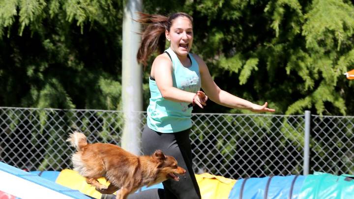 Valladolid se convierte en capital del agility nacional con dos grandes eventos deportivos