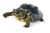 La mayor colección de malformaciones de España está en Madrid. Y la van a cerrar