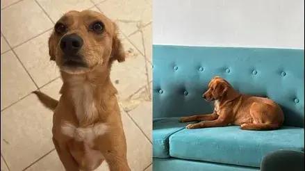 Chorrillos: buscan a perrita Matilde que desapareció hace dos días