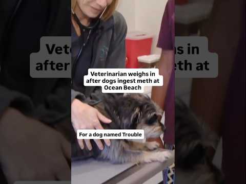 Veterinarian weighs in after dogs ingest meth at Ocean Beach