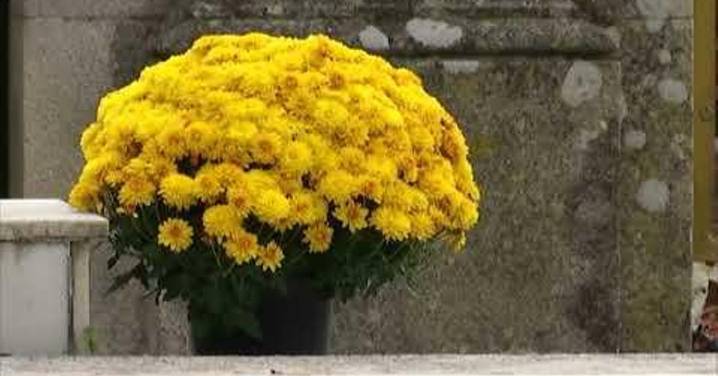 El sector de la flor cortada encara el Día  de Difuntos, con una campaña “más justa”