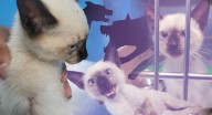 Gatita herida por perros en Hermosillo lucha por recuperar movilidad; asociación solicita apoyo para cubrir sus gastos