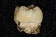 Human ancestors were exposed to lead millions of years ago, and it shaped our evolution