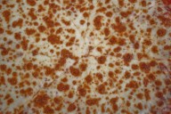 Surprise Winner Tops Washington Post Frozen Pizza Taste Test