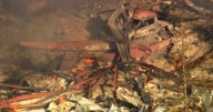 Blast at a Tennessee explosives plant leaves multiple people dead and missing, sheriff says