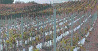 Okanagan wineries on the road to recovery following 2024 deep freeze