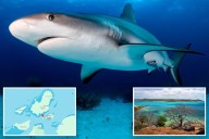 Boys applauded for helping friend after shark attack in Australia
