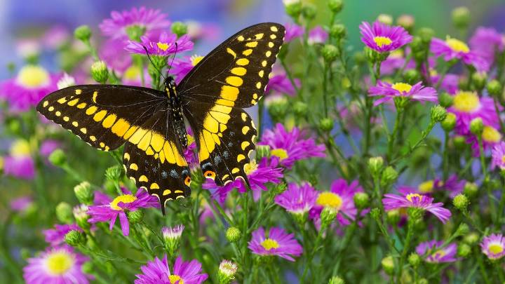 4 Yellow and Black Butterfly Species in North America