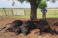 Un rayo mató varios animales en un campo de Quehué