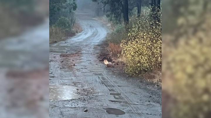 Northern Carolina Driver Was Shocked To Notice A Mysterious Creature Staring Back At Him On The Rainy Road