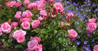 Roses will have brilliant flowers if one simple gardening task is done 'now until late winter'