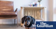 VIP appearances, books and beer: what Valerie the dachshund is up to after her Kangaroo Island adventure