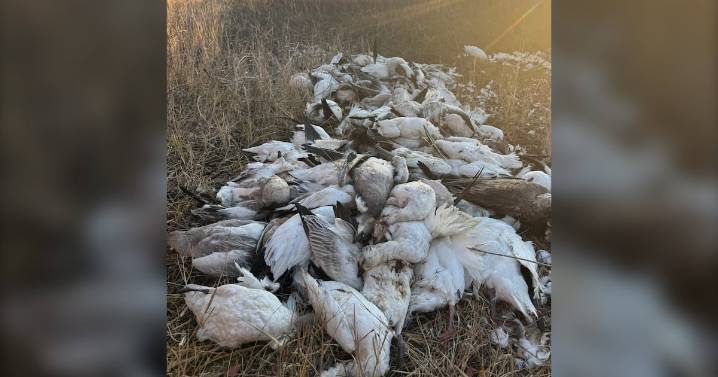 Saskatchewan COs find 142 dead birds dumped in a field