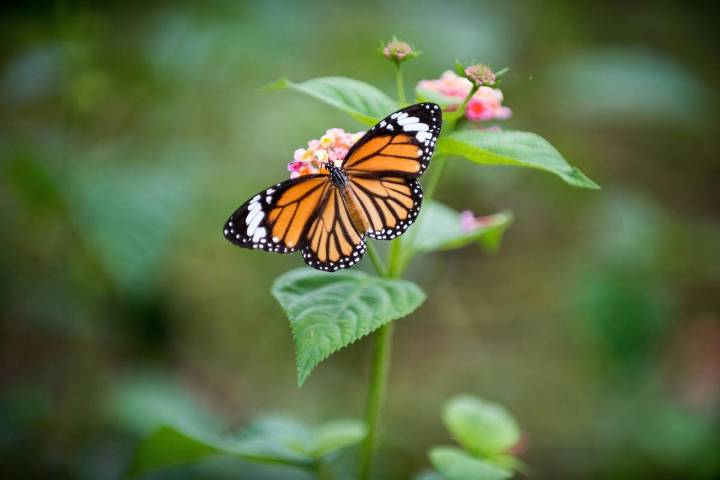 Monarch Butterfly Gets Wing Transplant at NY Nature Center