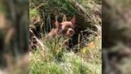 Shock As Dog Is Found Dumped And Alone In Tall Grass In Michigan, With Only A Bag Of Food
