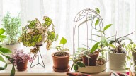 Why A Windowsill Expander May Come In Handy For Your Houseplants