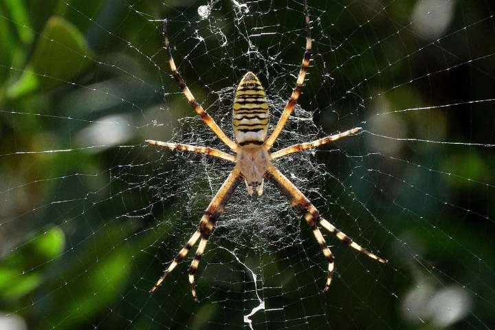 Spider Web Patterns May Help Arachnids Sense Vibrations from Prey