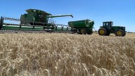 Confirman que el trigo está en los máximos rindes de los últimos 5 años