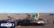 Hallan una veintena de orcas muertas en Tierra del Fuego e investigan la causa