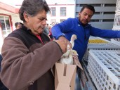 Canalizan 70 paquetes de animales de traspatio en Texcoco