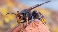 ¿Qué intención podría tener la avispa asiática en Irlanda del Meta?