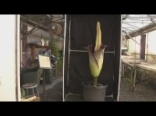 Rare corpse flower blooms at Roseville High School