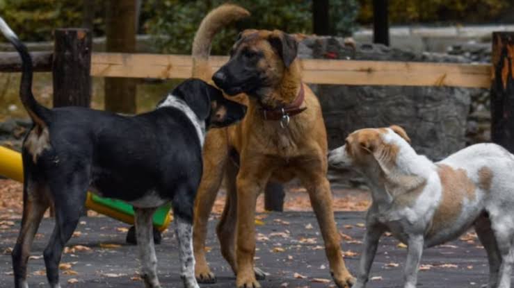 Bhubaneswar Counts Over 47,000 Stray Dogs in Latest Survey