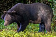 Runner Says His Arm 'Fully Snapped' During Horrific Bear Attack