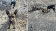 Three Abandoned Dogs In Washington Wilderness Take Shelter In A Pipe, Hoping Rescue Is Near