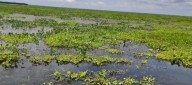 Nueva Venecia “puede desaparecer" por la ‘Hydrilla’, alertan líderes