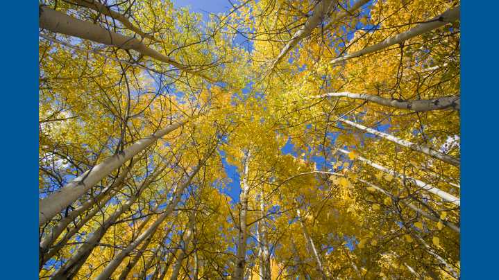 Why do fall skies appear bluer?