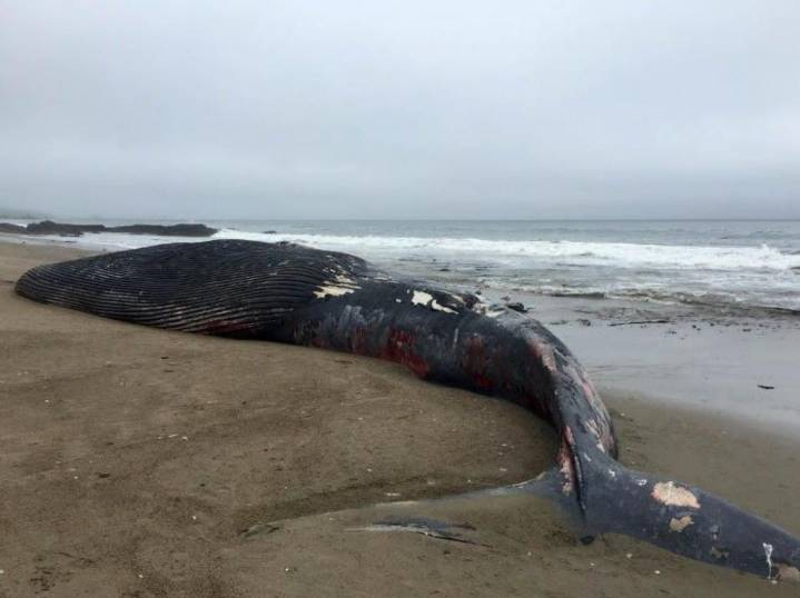 Groups sue feds over California coast whale deaths