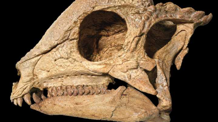This pachycephalosaur fossil emerges like a perfectly polished jewel : NPR