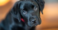 Vet shares puppy farm 'red flags' for anyone looking for new dog