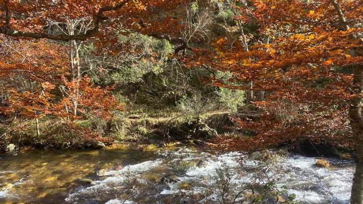 El Hayedo de Montejo: los colores del otoño a un paso de Madrid