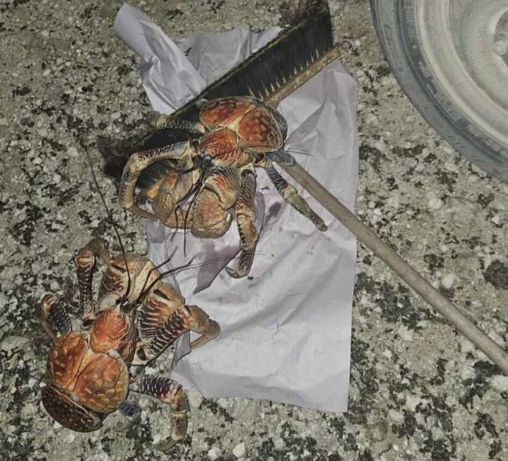 VIRAL: Joven salió a buscar su carro en Australia y lo que encontró en la rueda la aterrorizó