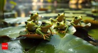 'Strange cure attempt': 82-year-old Chinese woman swallows 8 live frogs for back pain; here is what happened next