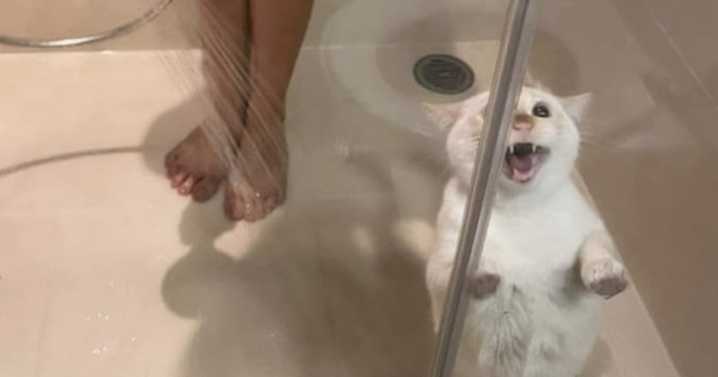 Twitter Can’t Get Enough Of This Page Dedicated To ‘Chaotic Cat Pictures’, Here Are 30 Of Their Best Posts
